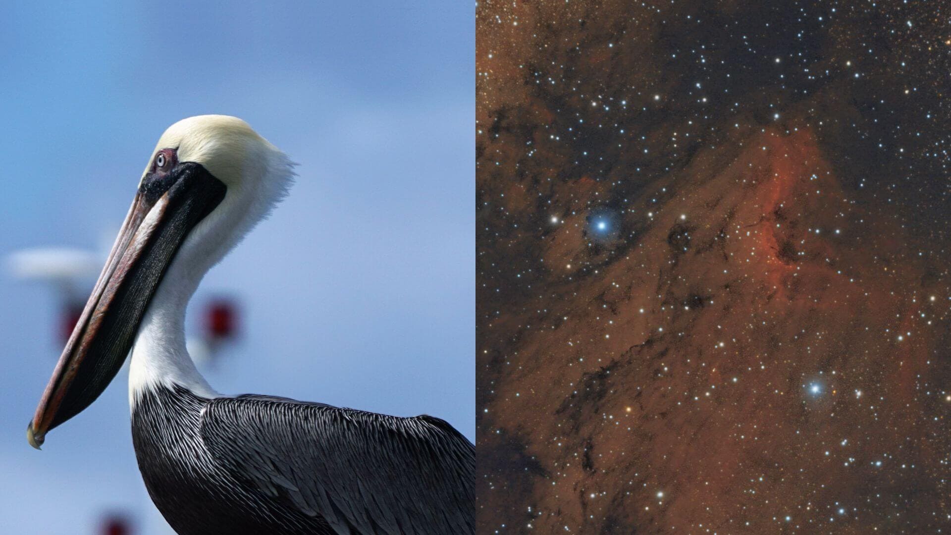 Comparación entre un pelícano y la «Nebulosa del Pelícano»