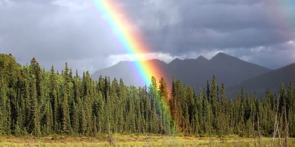 Arcoiris en un bosque de coníferas